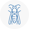 Penge Wasp Nest Removal